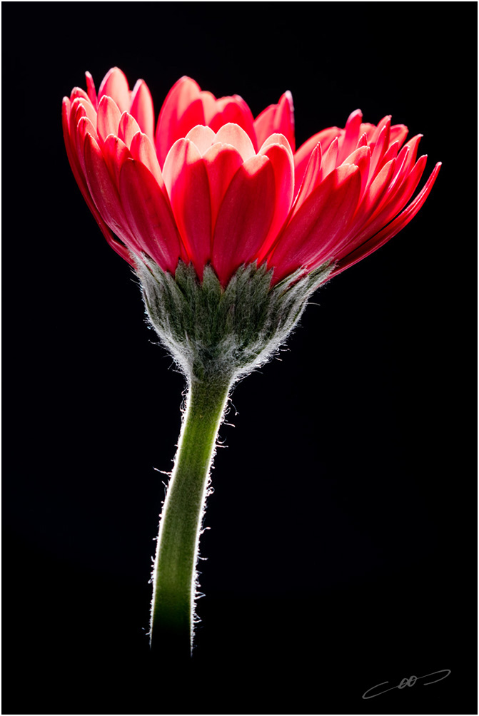 Gerbera in tegenlicht.