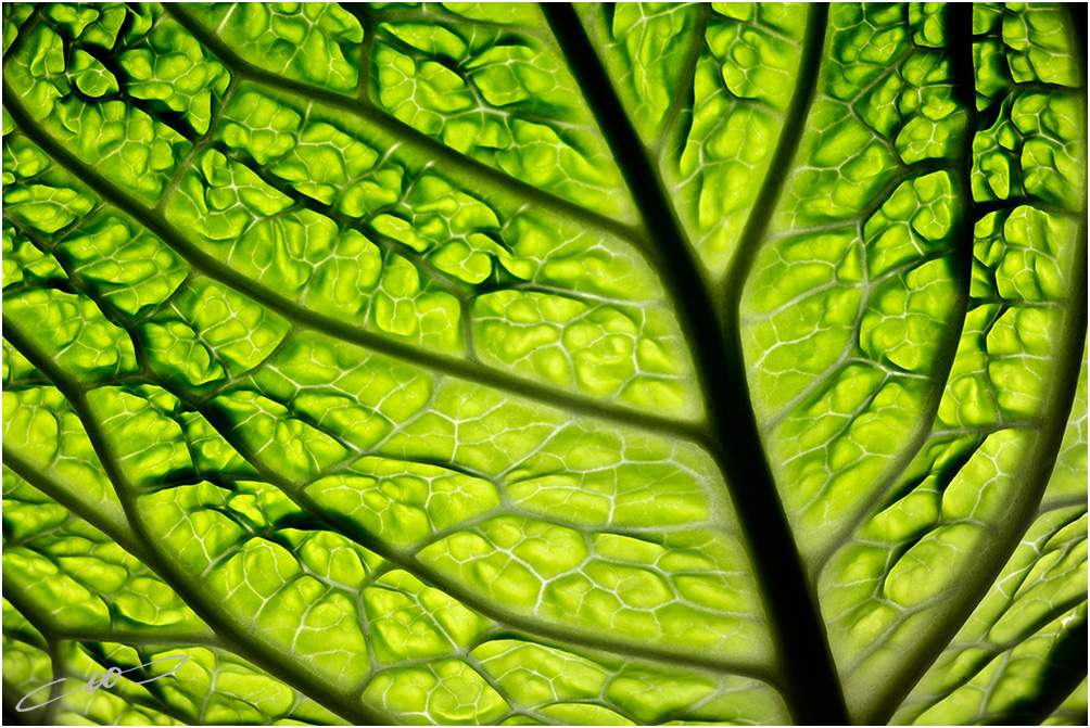Blad van een groene kool