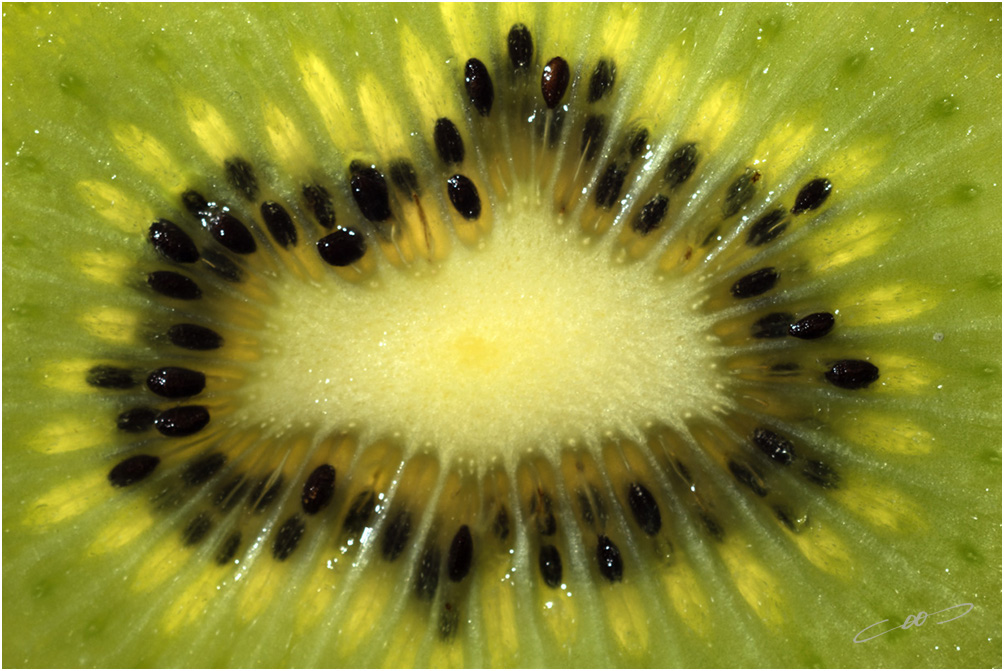 Dwarsdoorsnede van een kiwi