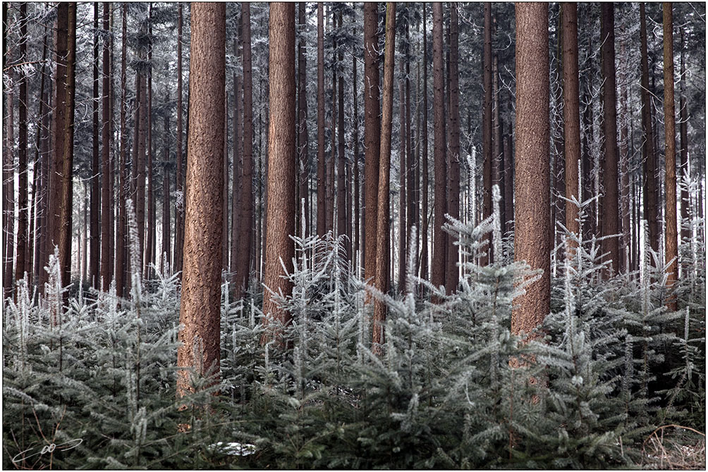Rijp op de bomen in een bos op de Veluwe